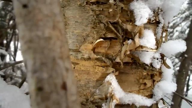 Wild Food Foraging- Yellow Birch смотреть онлайн