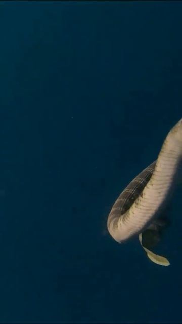 Two snakes mating in the abyss смотреть онлайн