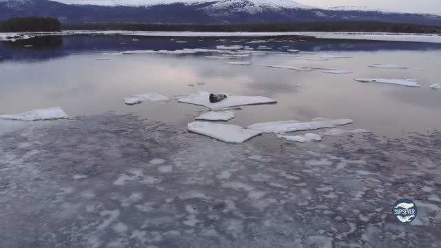 Морской заяц весной смотреть онлайн