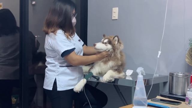 Brought Blossom Back To The Vet | Sai Datinguinoo смотреть онлайн