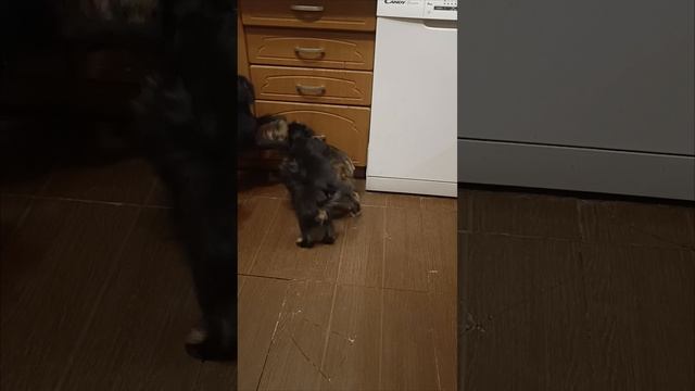 Питомник Dolche Vita Cane предлагает щенков Гриффинов и брабансона