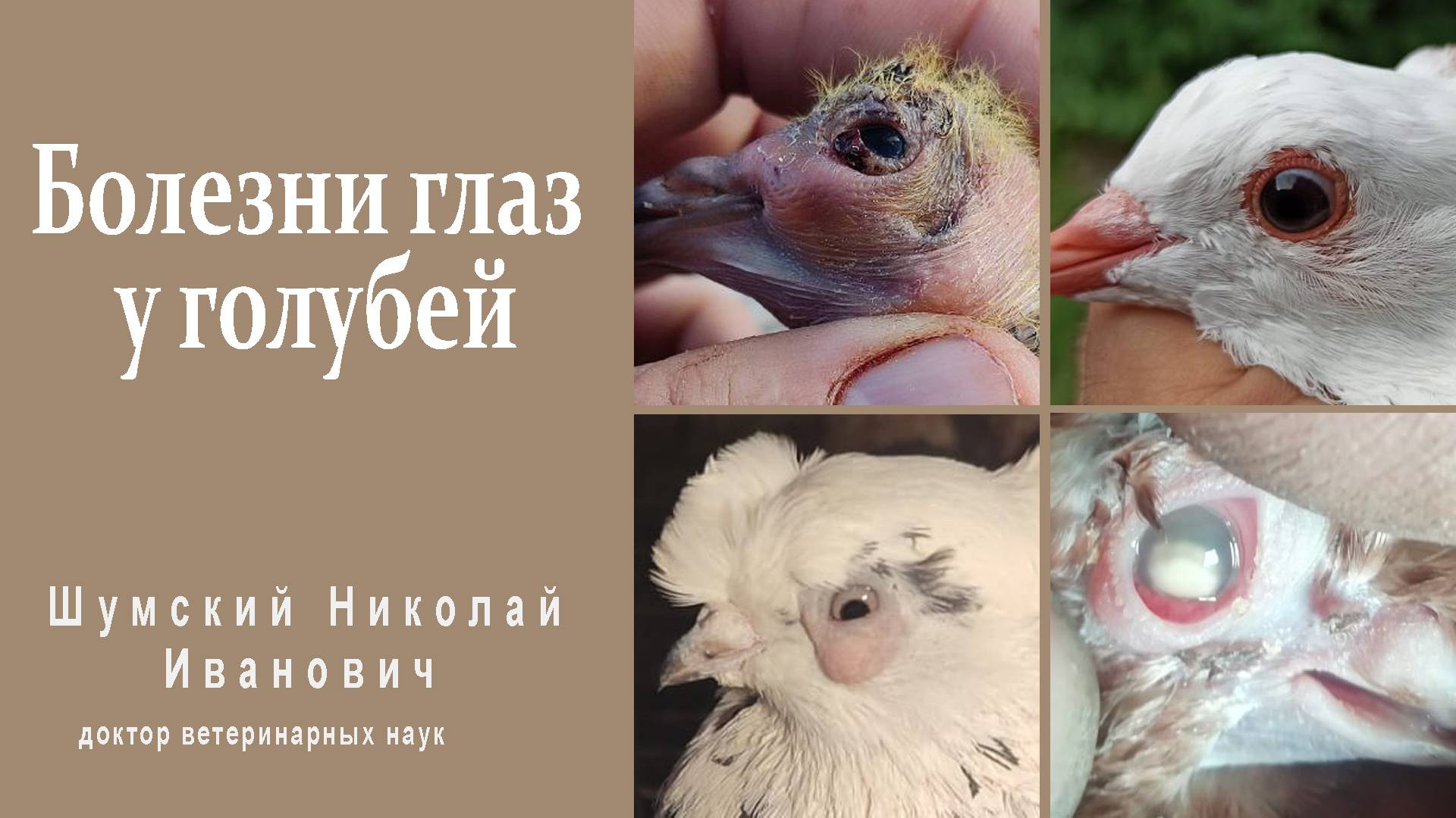 Болезни глаз у голубей