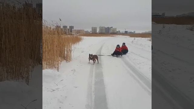 Питбуль вытащил детей из замерзшего озера! смотреть онлайн