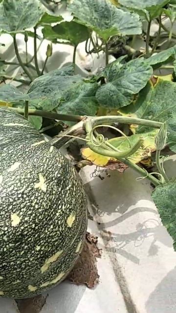 घर का mini gardan# смотреть онлайн