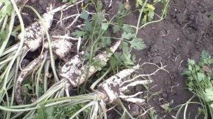 Какая выросла корневая петрушка