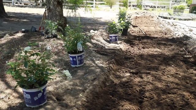 Fixing The Chicken Coop & Planting Roses смотреть онлайн
