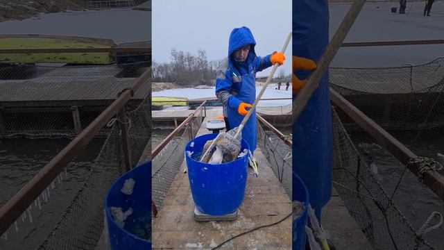 Запуск гольца, палии и форели смотреть онлайн