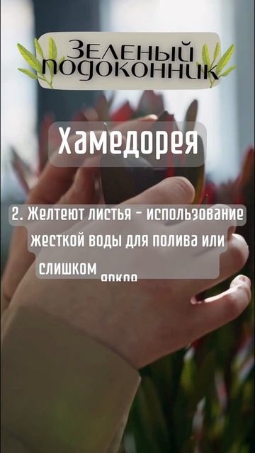 Вы слышали про ХАМЕДОРЕЮ? #short #shorts #интерьер #дом #цветы #растения #факты #позновательно смотреть онлайн