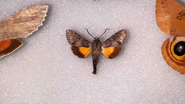SMALLEST SPHINX MOTH IN THE WORLD! ONLY 1 INCH LONG смотреть онлайн