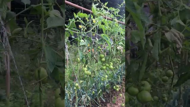 Tomato trial #4 - Wood vinegar productivity response смотреть онлайн