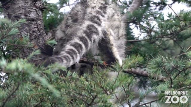 Snow Leopard cub learning to climb! смотреть онлайн