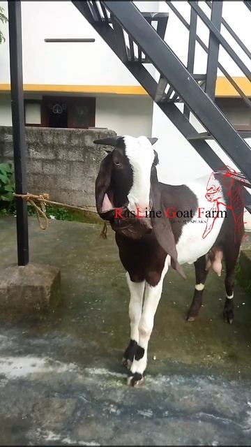 Hb female#RASLine goats#kerala. смотреть онлайн