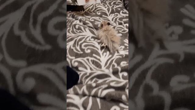 Сказка про хомяка смотреть онлайн