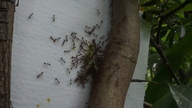 Red Weaver Ant vs Giant Grasshopper смотреть онлайн