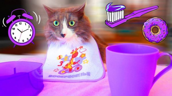 Челлендж сиреневого утра: Киса Алиса и всё в одном цвете 😺💜