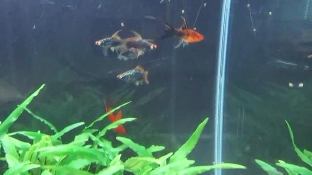 Cryptocoryne Lutea