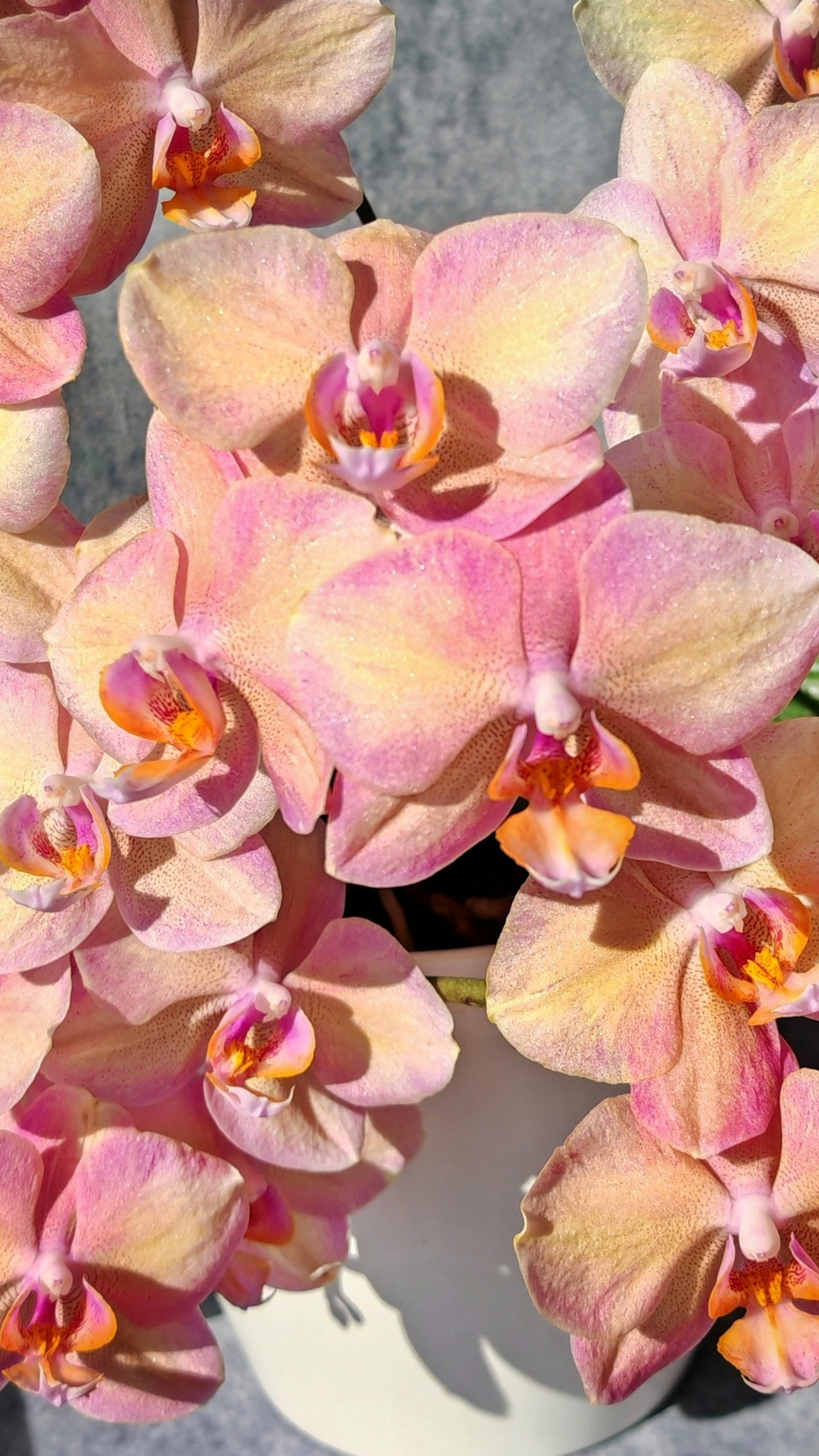 Phal. Legato 🌈 Невероятное цветение радужной орхидеи Легато - 27 цветочков! 🤩 смотреть онлайн