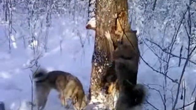 Работа по кунице.ЛЗС Инга 5669/15.Обучение молодой лайки. смотреть онлайн