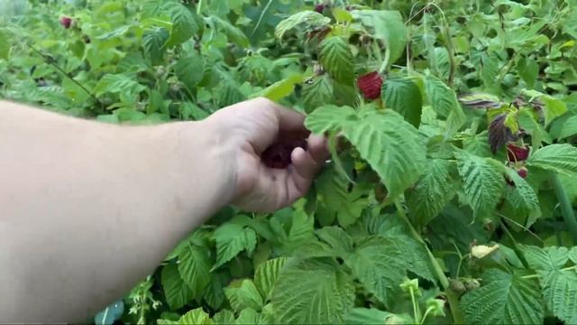 Этот сорт малины заменил все мои сорта!!! смотреть онлайн