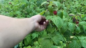 Этот сорт малины заменил все мои сорта!!!