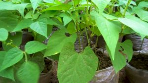 Новый метод садоводства. Как вырастить стручковую фасоль в пакетах для получения большого урожая