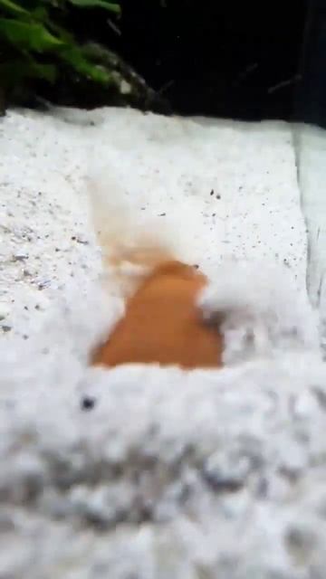 картофельный иглобрюх. смотреть онлайн