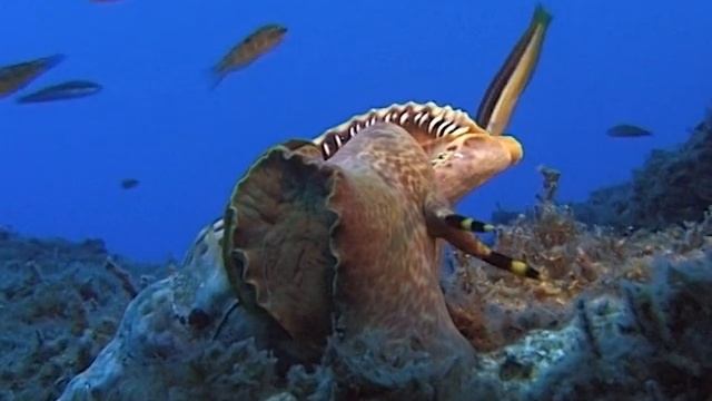TRİTON - DENİZ SALYANGOZU (Charonia Tritonis Variegata Lamarck 1816) by SAKİ UĞURLU смотреть онлайн