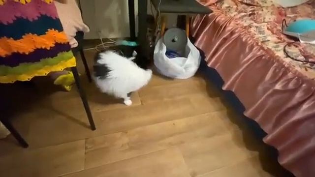 Кот играет с хвостиком, наворачивает круги смотреть онлайн