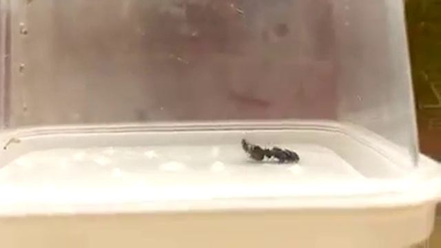 Phidippus audax hunting fly смотреть онлайн
