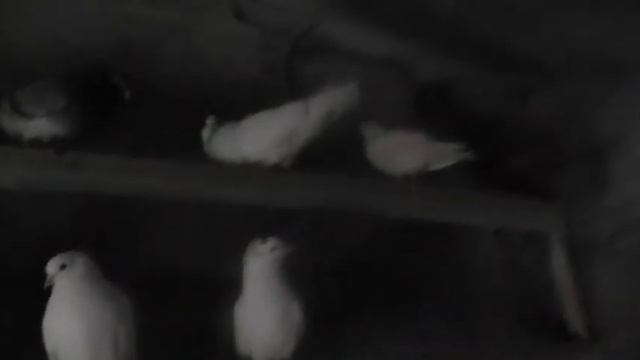 ГОлуби с 10 07 2023 смотреть онлайн