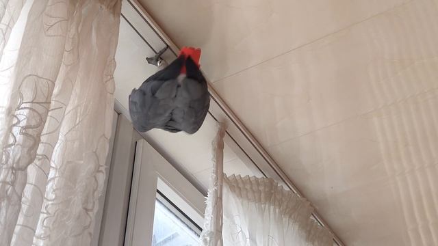 ✅ ЗА ЧТО ПЕТРУНЯ СТАЛА ТРОЛИТЬ ЮЛЮ? 🐦 ЖАКО ПЕТРУНЯ смотреть онлайн