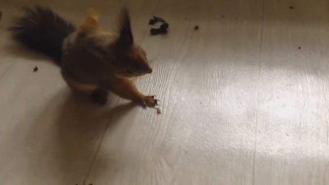 Шуми убивает козлика смотреть онлайн