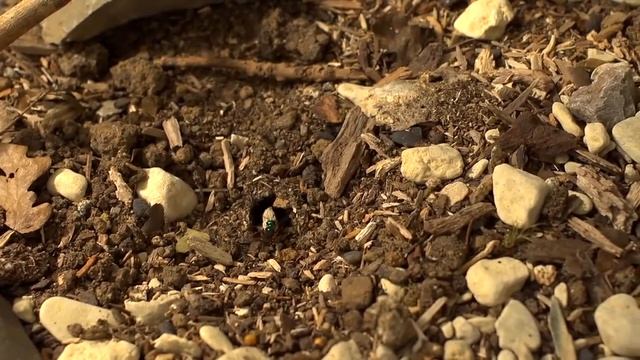 Emerald Wasp смотреть онлайн