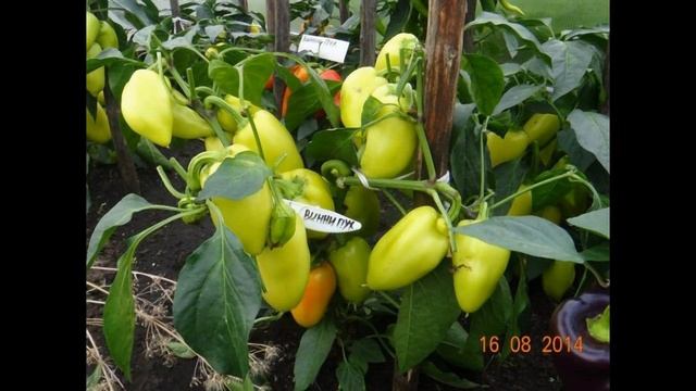 Вінні пух-солодкий перець смотреть онлайн