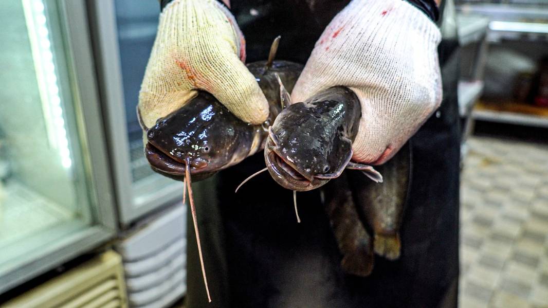 Тушёная пресноводная рыба по-корейски. Продается по 2 тонны в месяц. смотреть онлайн