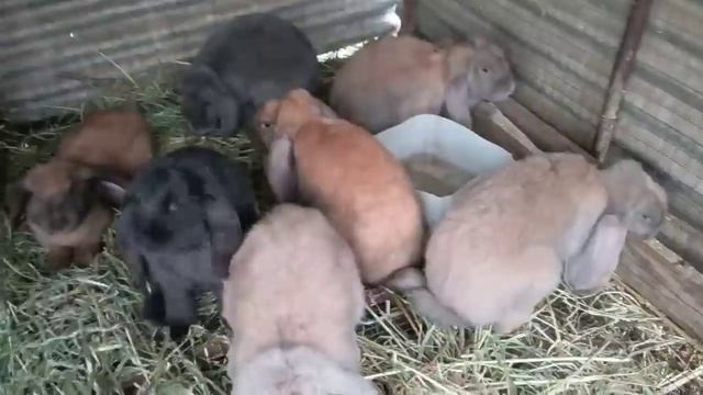 мои кролики смотреть онлайн