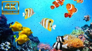 Аквариум для релаксации. Расслабляющие океанические пейзажи. Медитация для cна