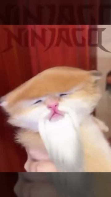 чинчанчонг котик смотреть онлайн