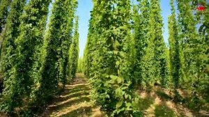 Деревенская жизнь Швейцарии🇨🇭Прогулка по фруктовому раю📍Тургау, ШВЕЙЦАРИЯ