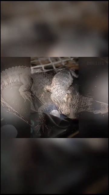 You won't belive what he found in his basement😱 #horrorstories #aligator смотреть онлайн