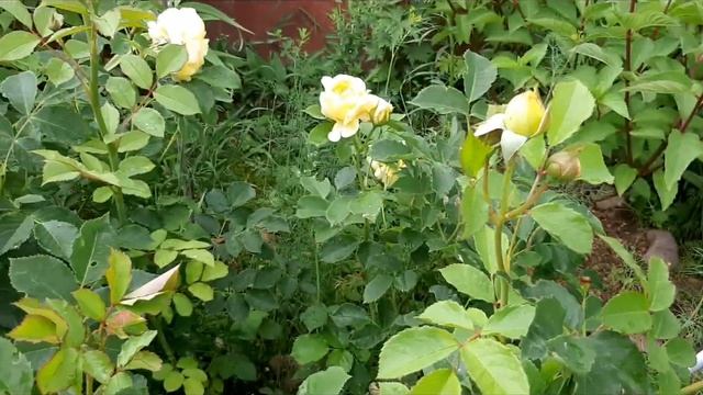 Мои розочки: из подарочных горшочков, плетистые, флорибунда в июне-июле. смотреть онлайн