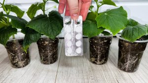 МАЛО КТО ЗНАЕТ ЧТО ЭТА ТАБЛЕТКА ТВОРИТ ЧУДЕСА с РАССАДОЙ ОГУРЦОВ и будет урожай тоннами