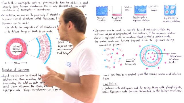Liposomes (Lipid vesicles) смотреть онлайн