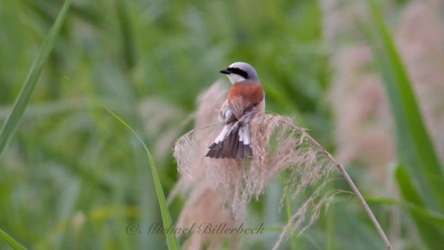 Red-backed Shrike (Lanius collurio ♂) [05] смотреть онлайн