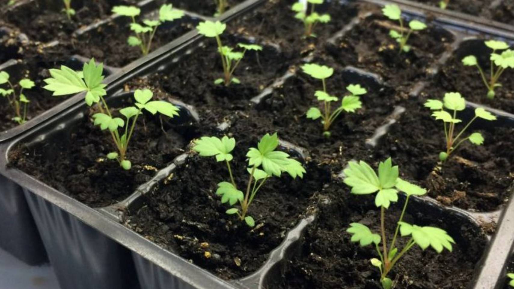 Что посеять в феврале 2025? Какие растения пора сажать в феврале на рассаду смотреть онлайн