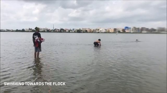 Greater Flamingo Rescued смотреть онлайн