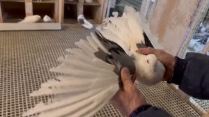 Питомник "Западный" Белые+ бокатые +7 909 667-53-00 Виктор