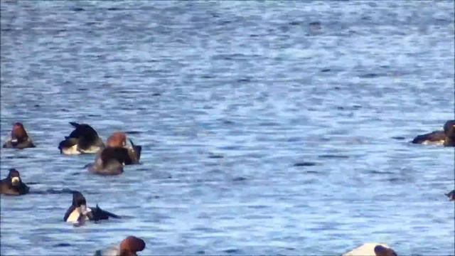 Red-crested Pochard X Common Pochard hybird смотреть онлайн