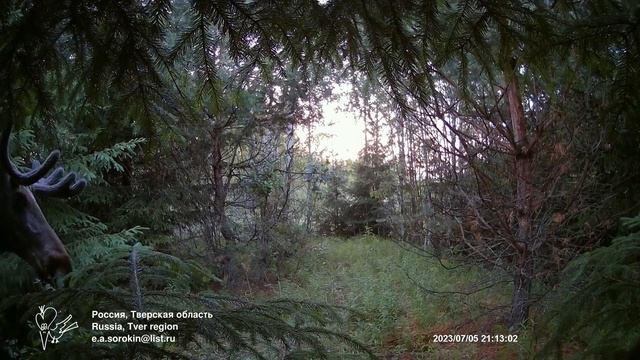 Лось скромный (фотоловушка, 2023) смотреть онлайн