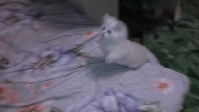 Игрушка из початка кукурузы смотреть онлайн